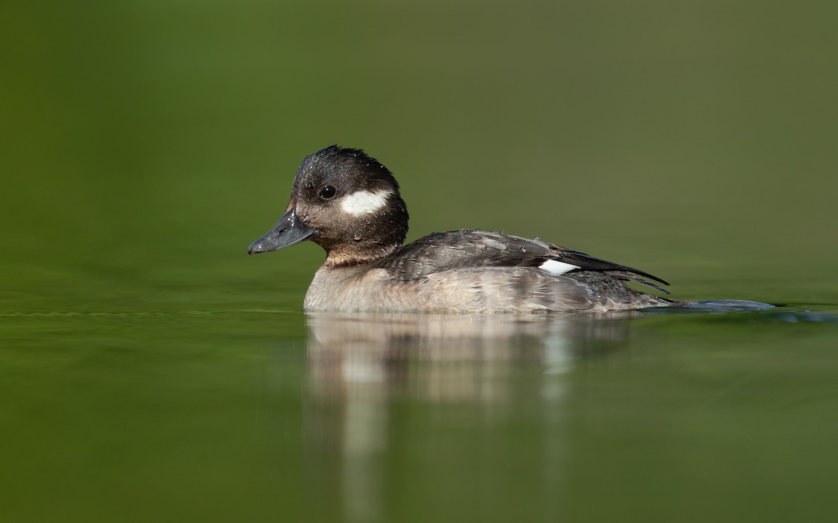 Bufflehead - ML214421691