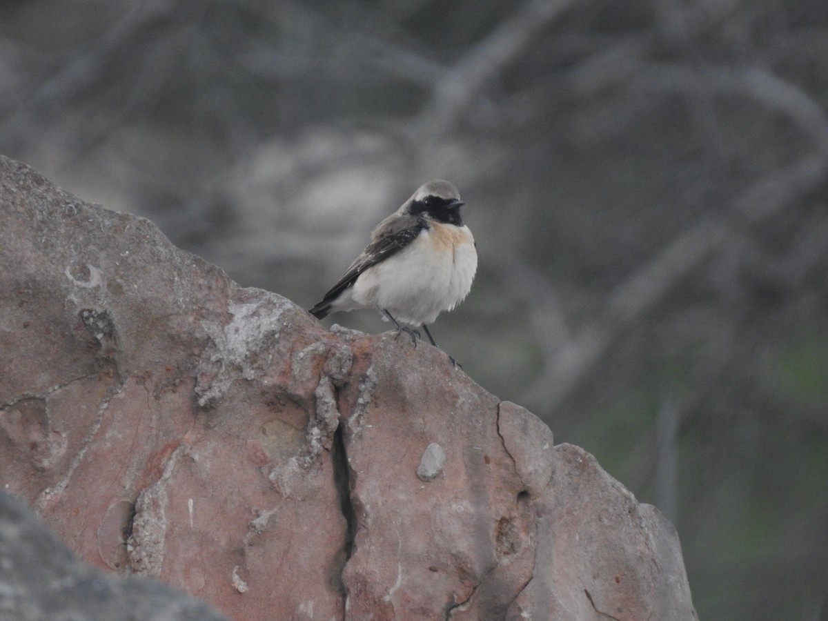 Eastern Black-eared Wheatear - ML214422951