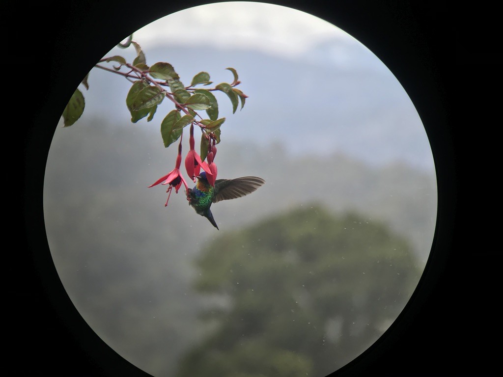 Fiery-throated Hummingbird - ML214425421