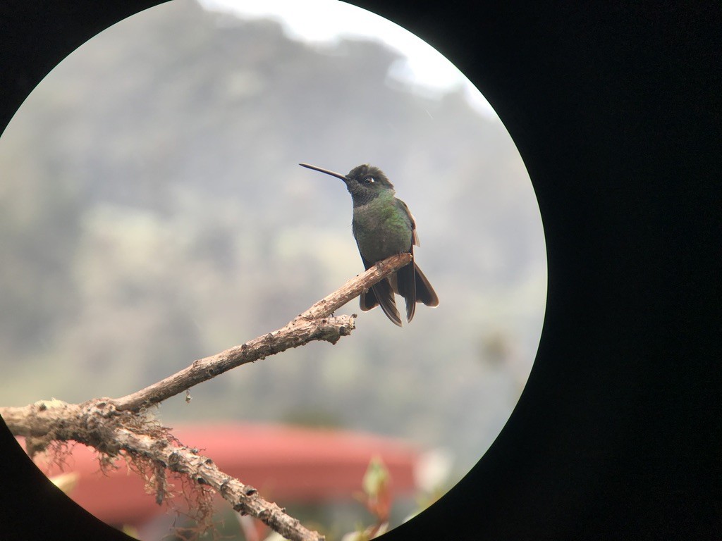 Talamanca Hummingbird - ML214425831