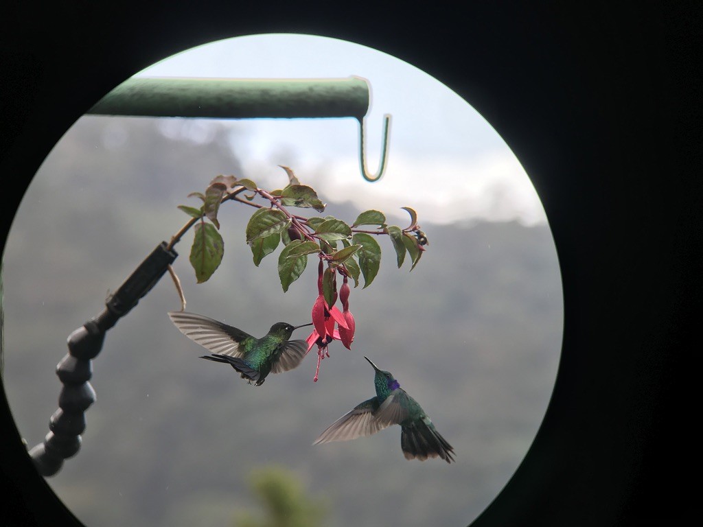 Berg-Veilchenohrkolibri - ML214426571