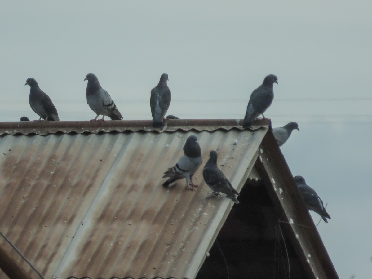 Rock Pigeon (Feral Pigeon) - ML214426831