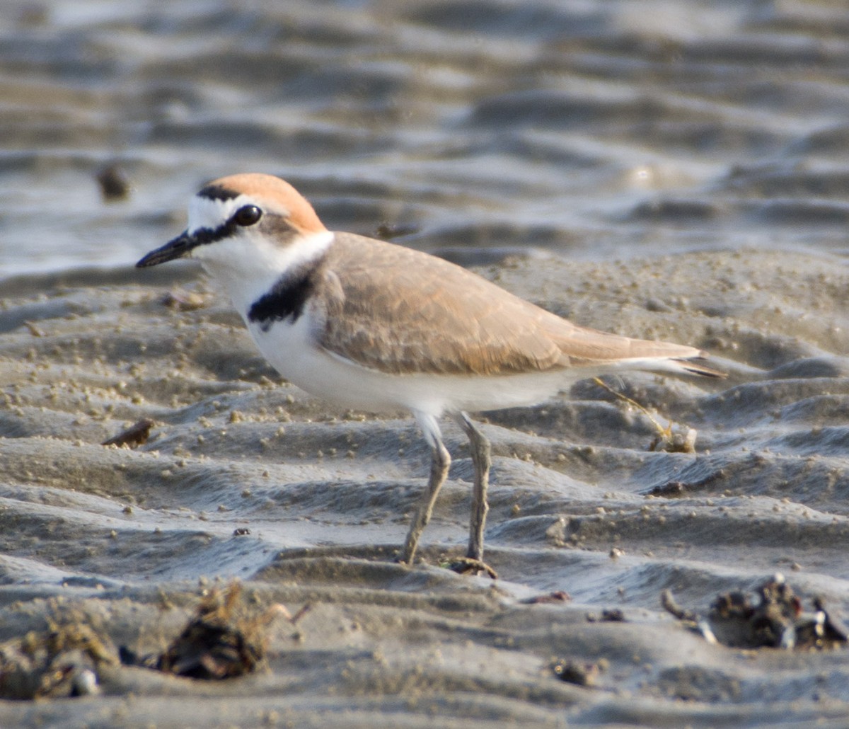 Kentish Plover - ML214428361