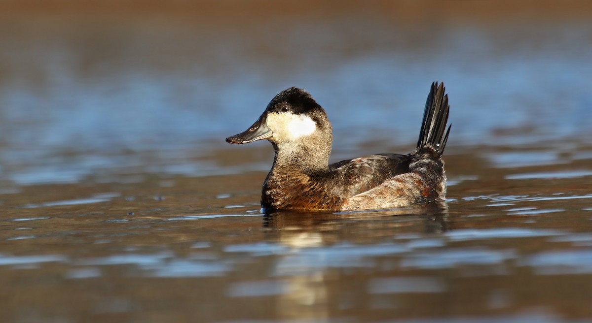 Ruddy Duck - Ryan Schain