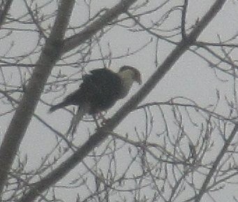 Crested Caracara (Northern) - Records of Vermont Birds Data