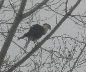 Crested Caracara (Northern) - ML214429061