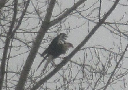 Crested Caracara (Northern) - ML214429071