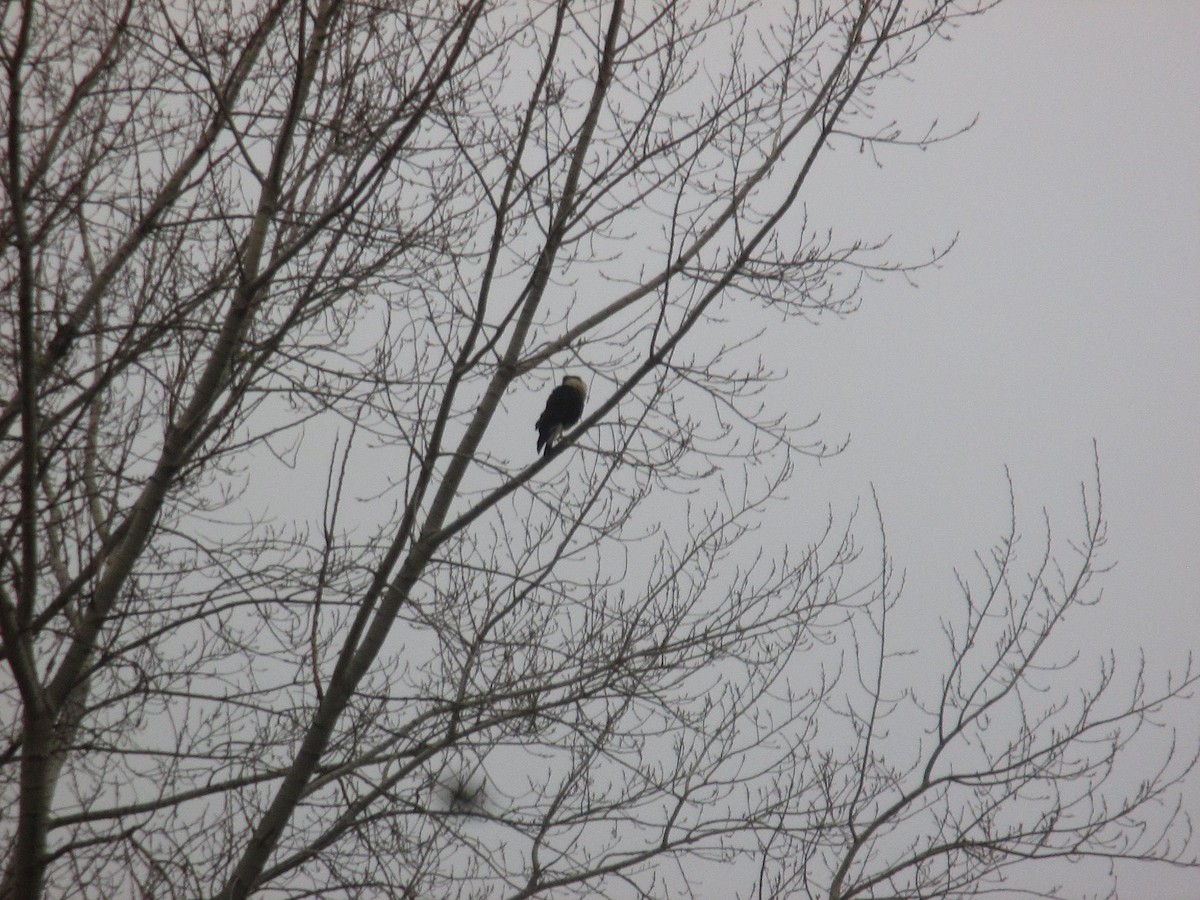 Crested Caracara (Northern) - Records of Vermont Birds Data