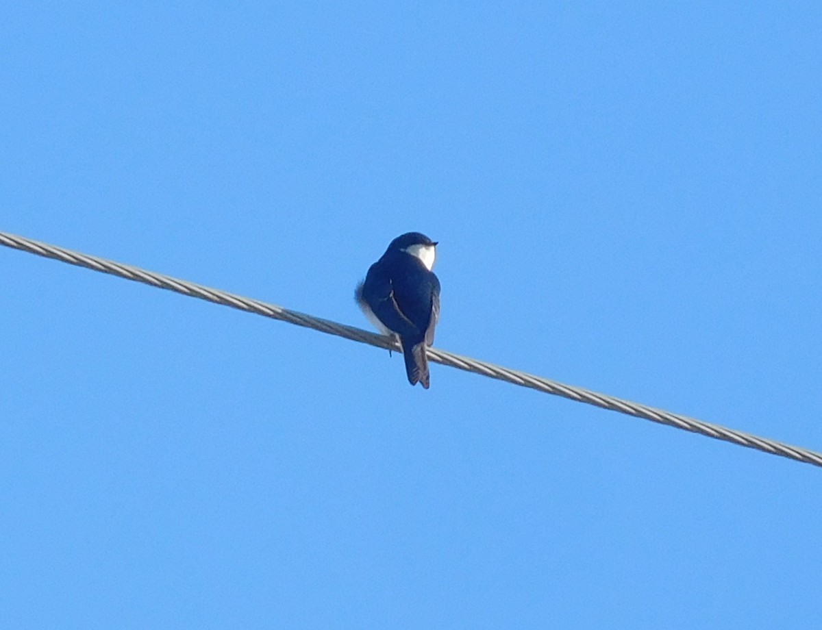 Tree Swallow - ML214431161