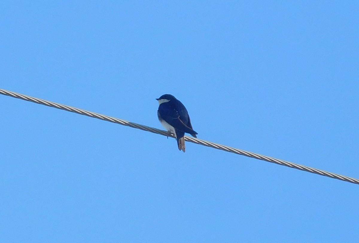 Tree Swallow - ML214431291