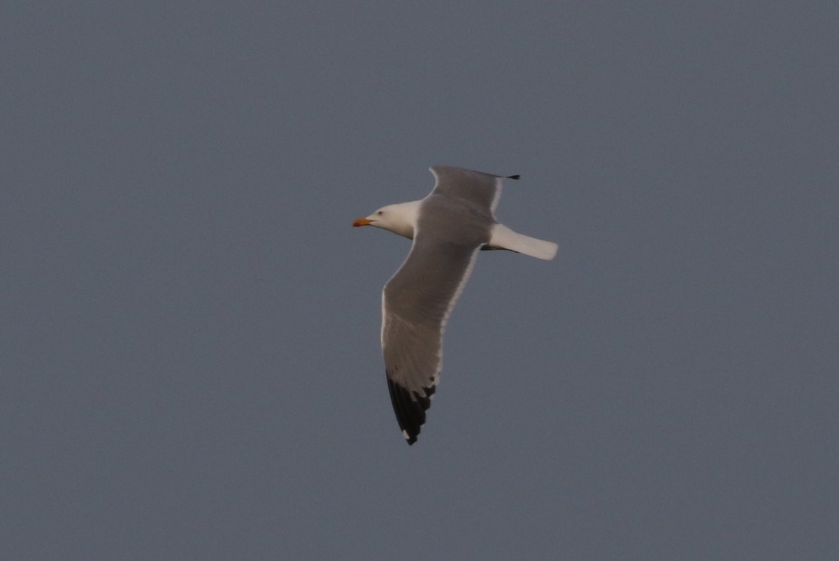 Yellow-legged Gull (michahellis) - John Martin