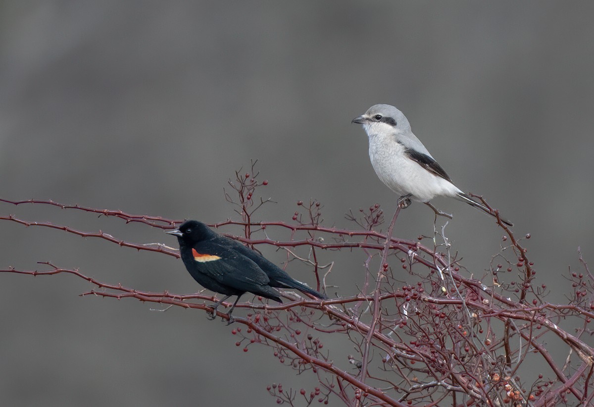 Northern Shrike - ML214434731