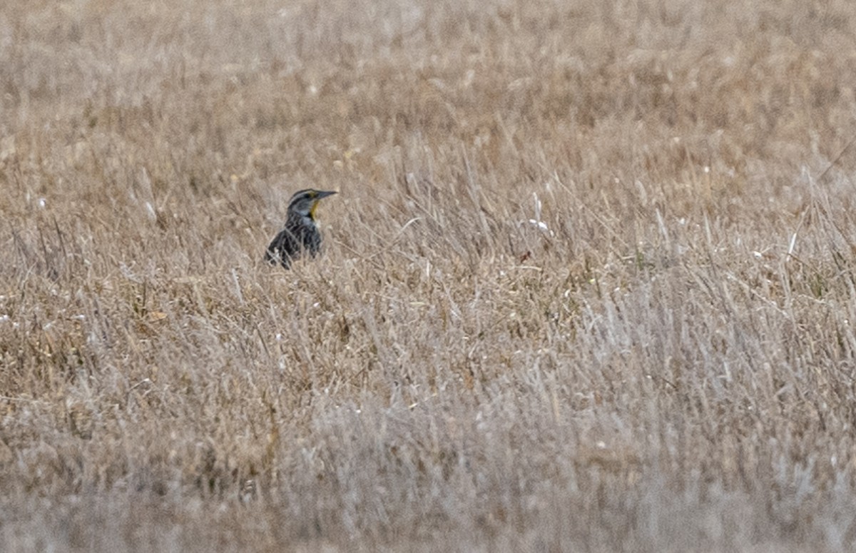 Eastern Meadowlark - ML214434831