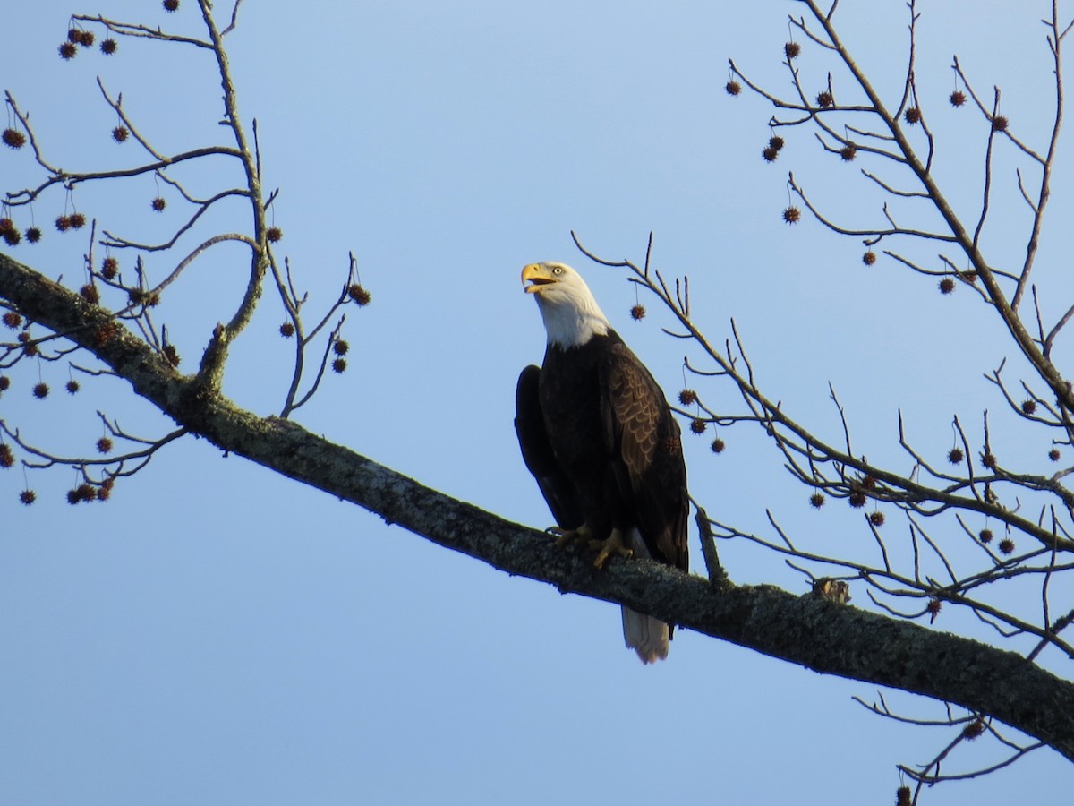 Bald Eagle - WS Barbour