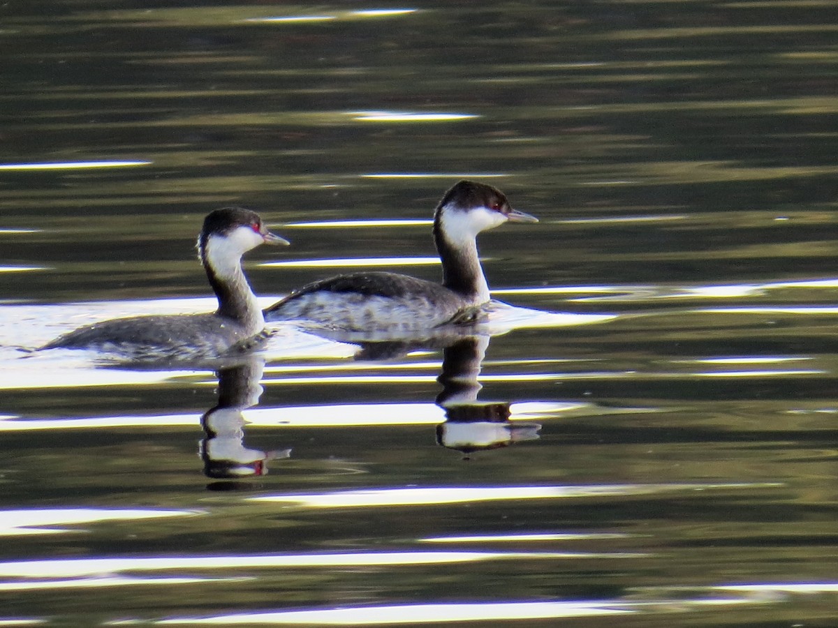Horned Grebe - ML21443771