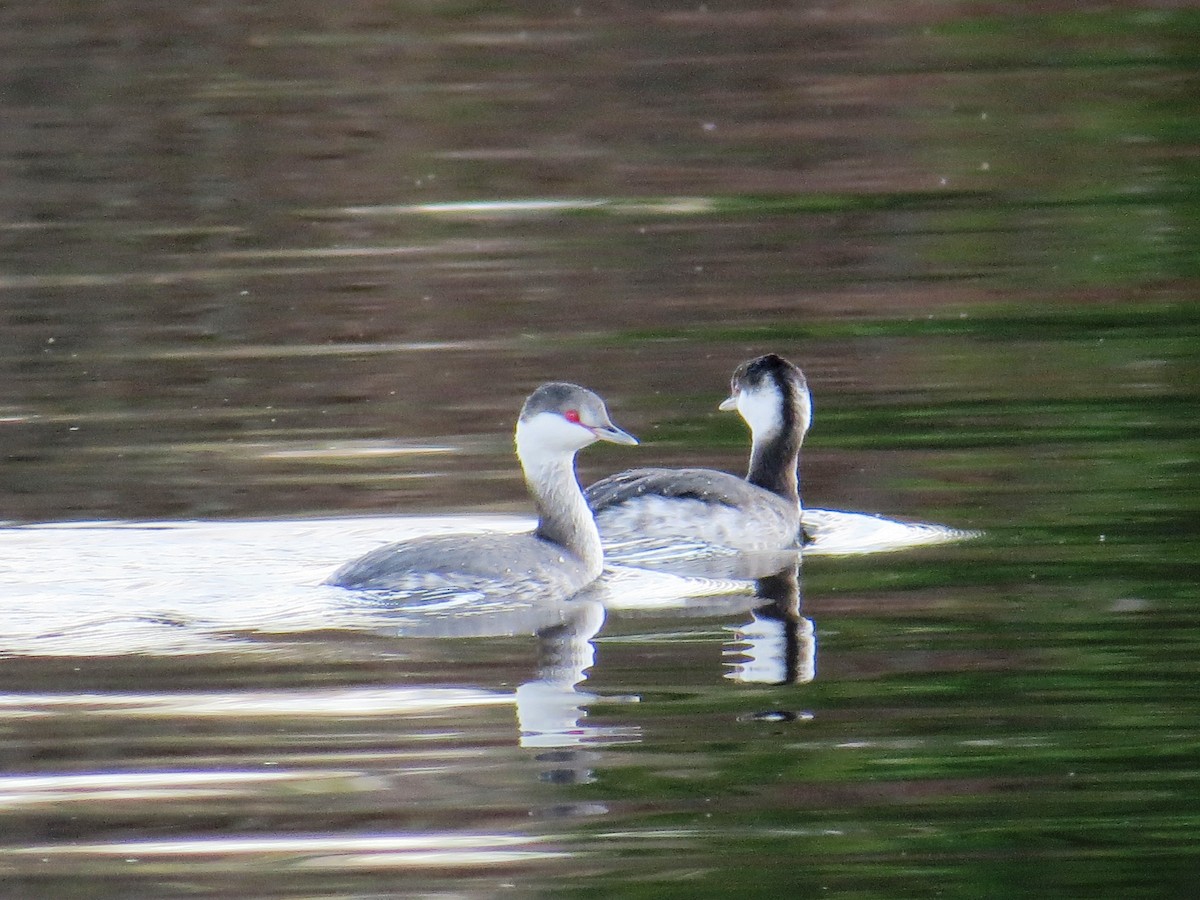 Horned Grebe - ML21443781