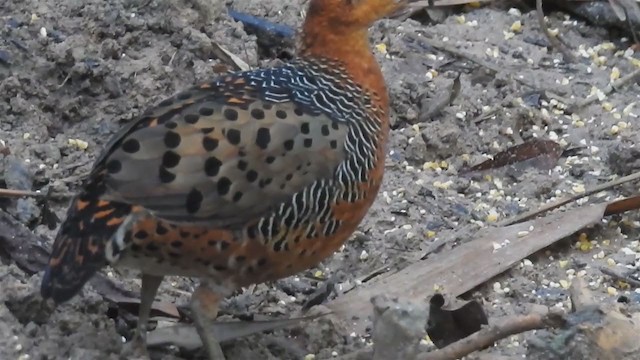 Ferruginous Partridge - ML214438041