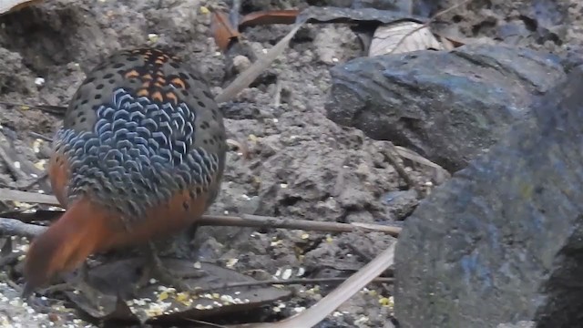 Ferruginous Partridge - ML214438291