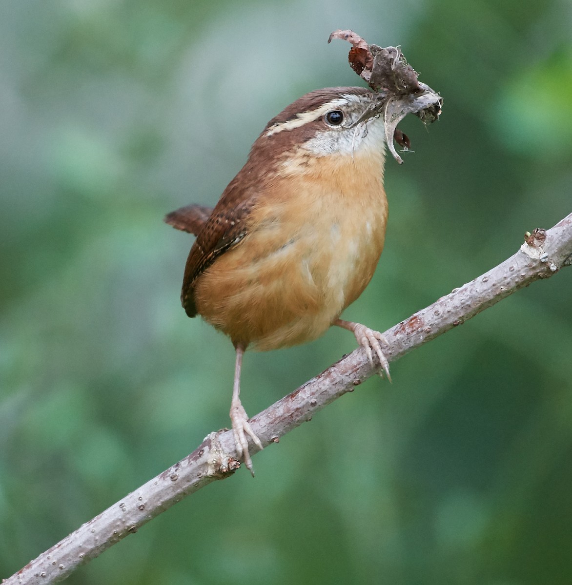 Carolina Wren - ML214439161