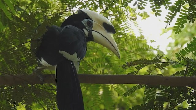 Oriental Pied-Hornbill - ML214440581