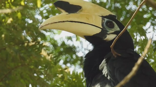 Oriental Pied-Hornbill - ML214440841