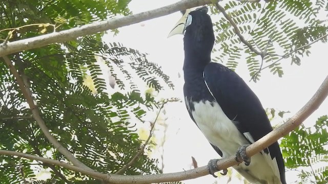 Oriental Pied-Hornbill - ML214441091