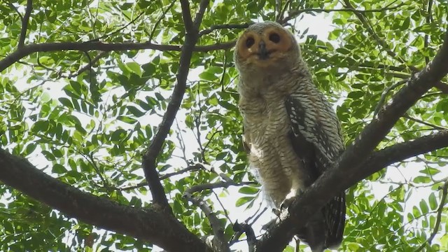 Spotted Wood-Owl - ML214442441