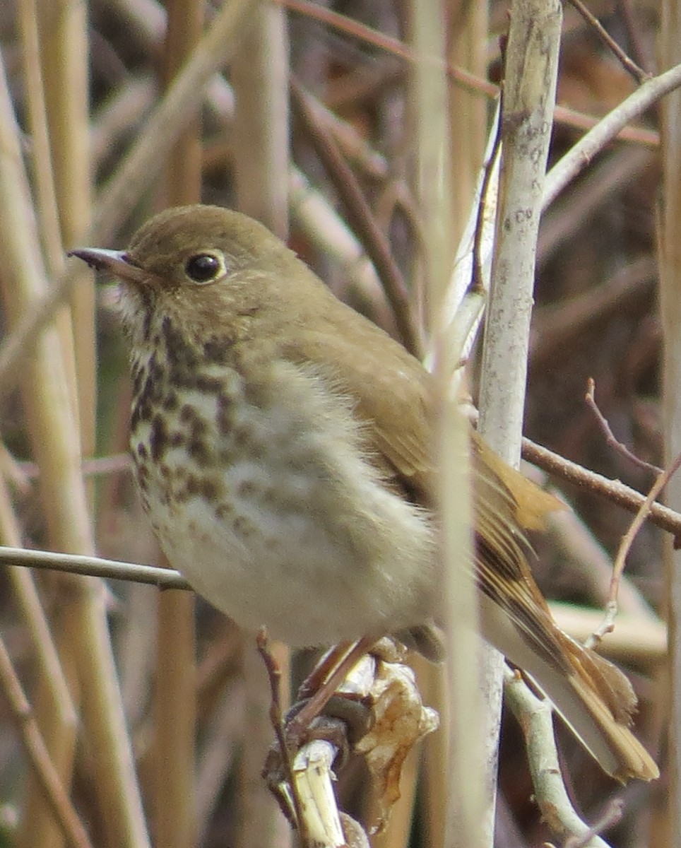 Hermit Thrush - ML214444661