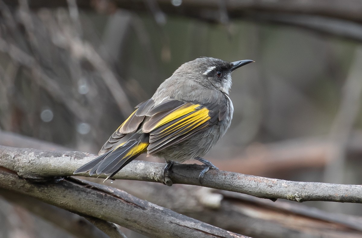 Crescent Honeyeater - ML214444781