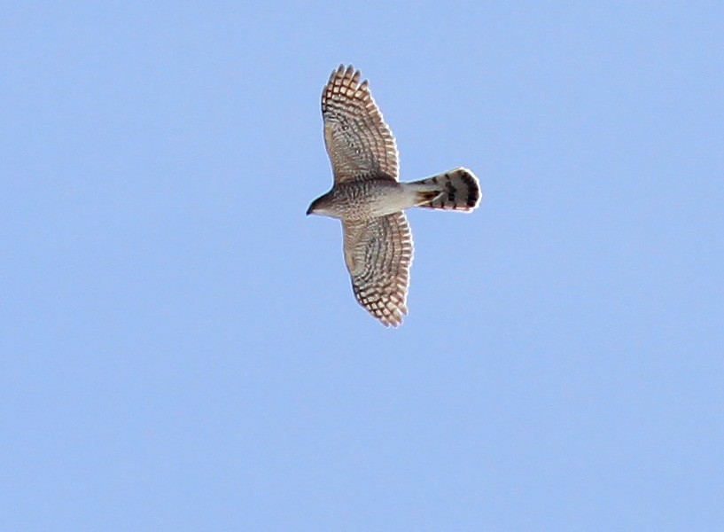 Cooper's Hawk - ML214446001