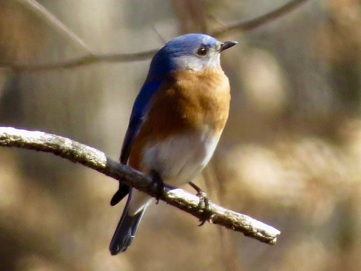 Eastern Bluebird - Concetta Goodrich