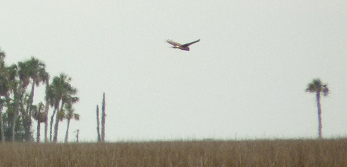 Northern Harrier - ML21444751