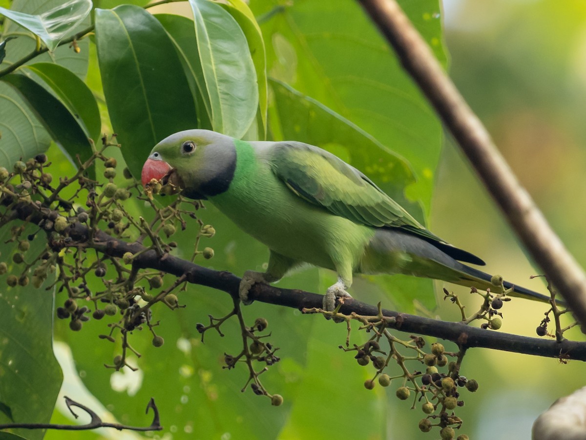 Layard's Parakeet - William Stephens