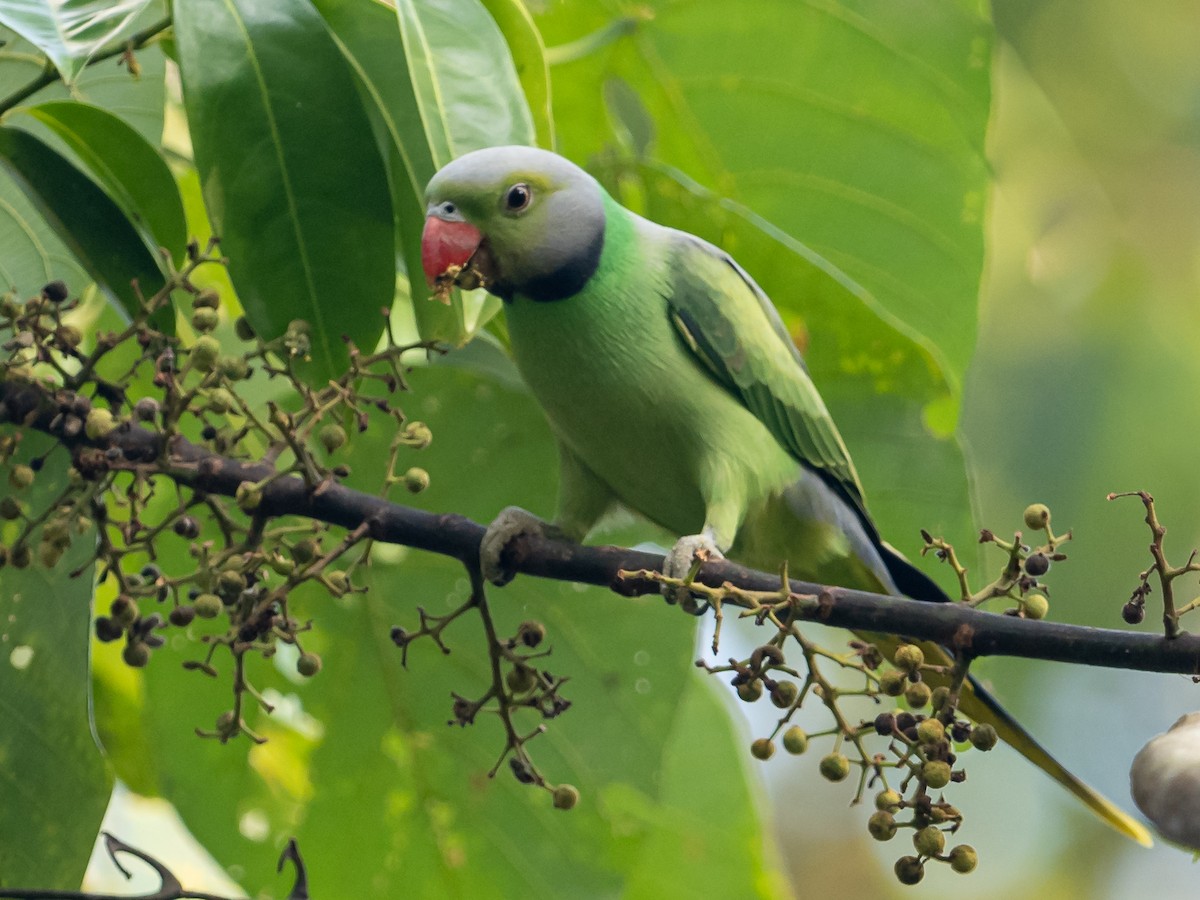 Layard's Parakeet - William Stephens