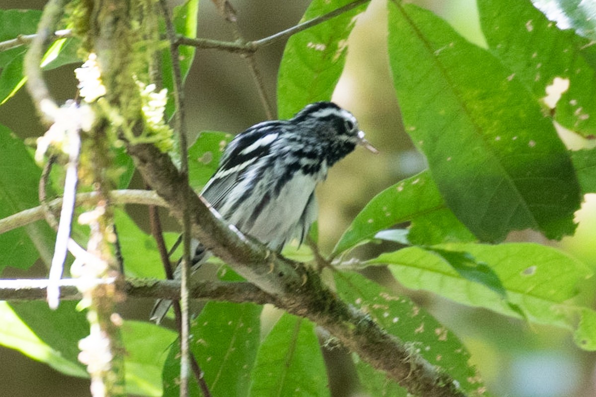 Black-and-white Warbler - ML214448871