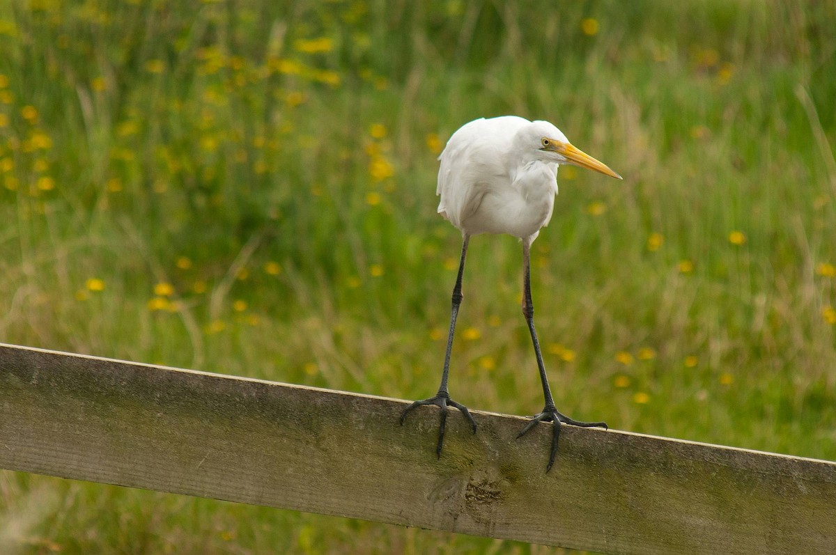 Great Egret - ML214450531