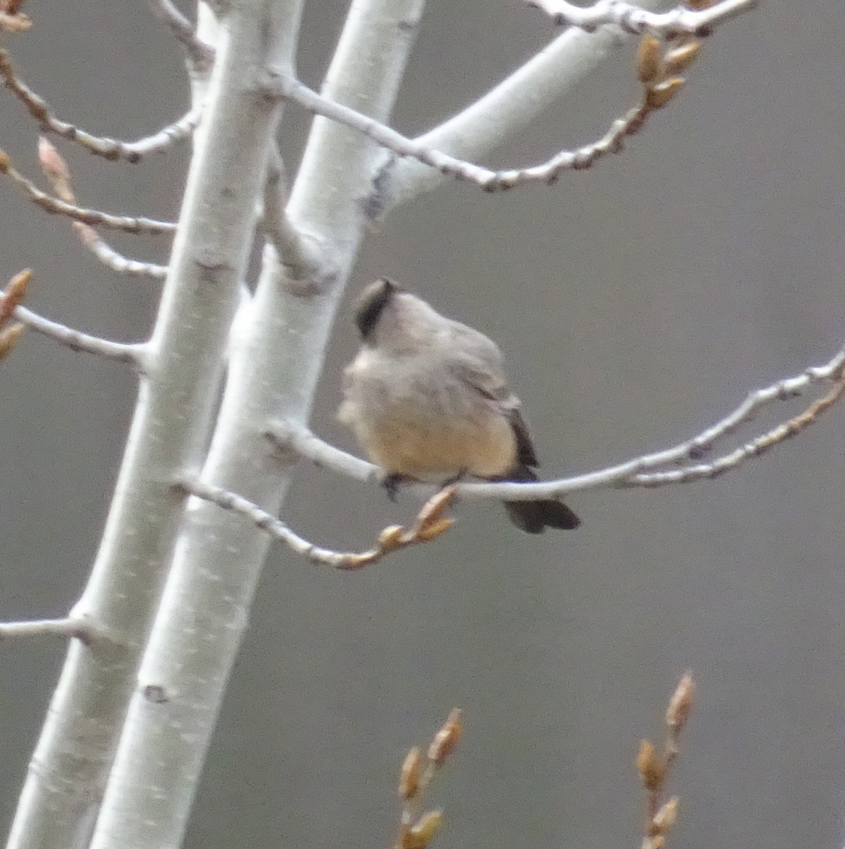 Say's Phoebe - ML214450921