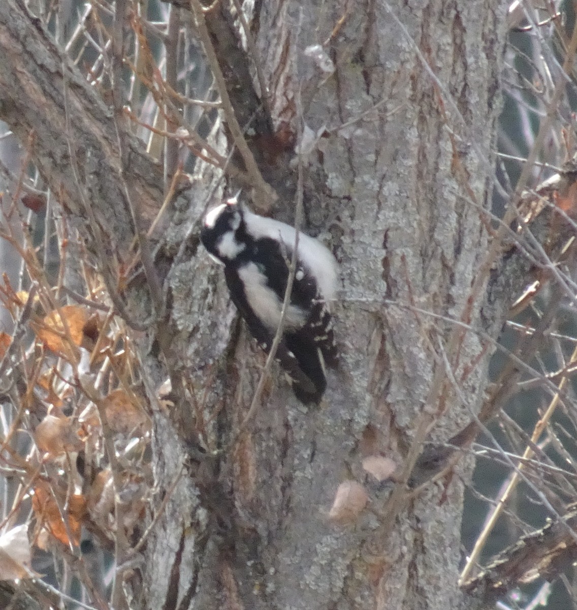 Downy Woodpecker - ML214450941