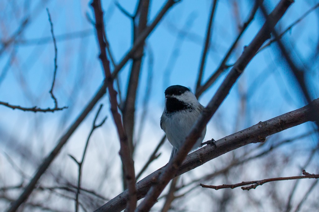 Black-capped Chickadee - Cindy Trussell