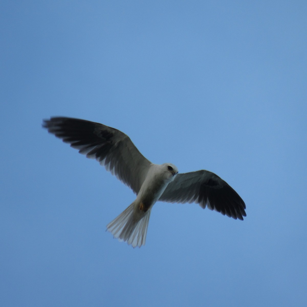 White-tailed Kite - ML214451431