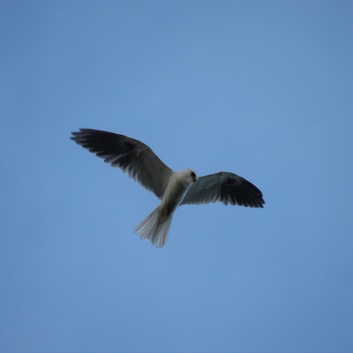 White-tailed Kite - ML214451901