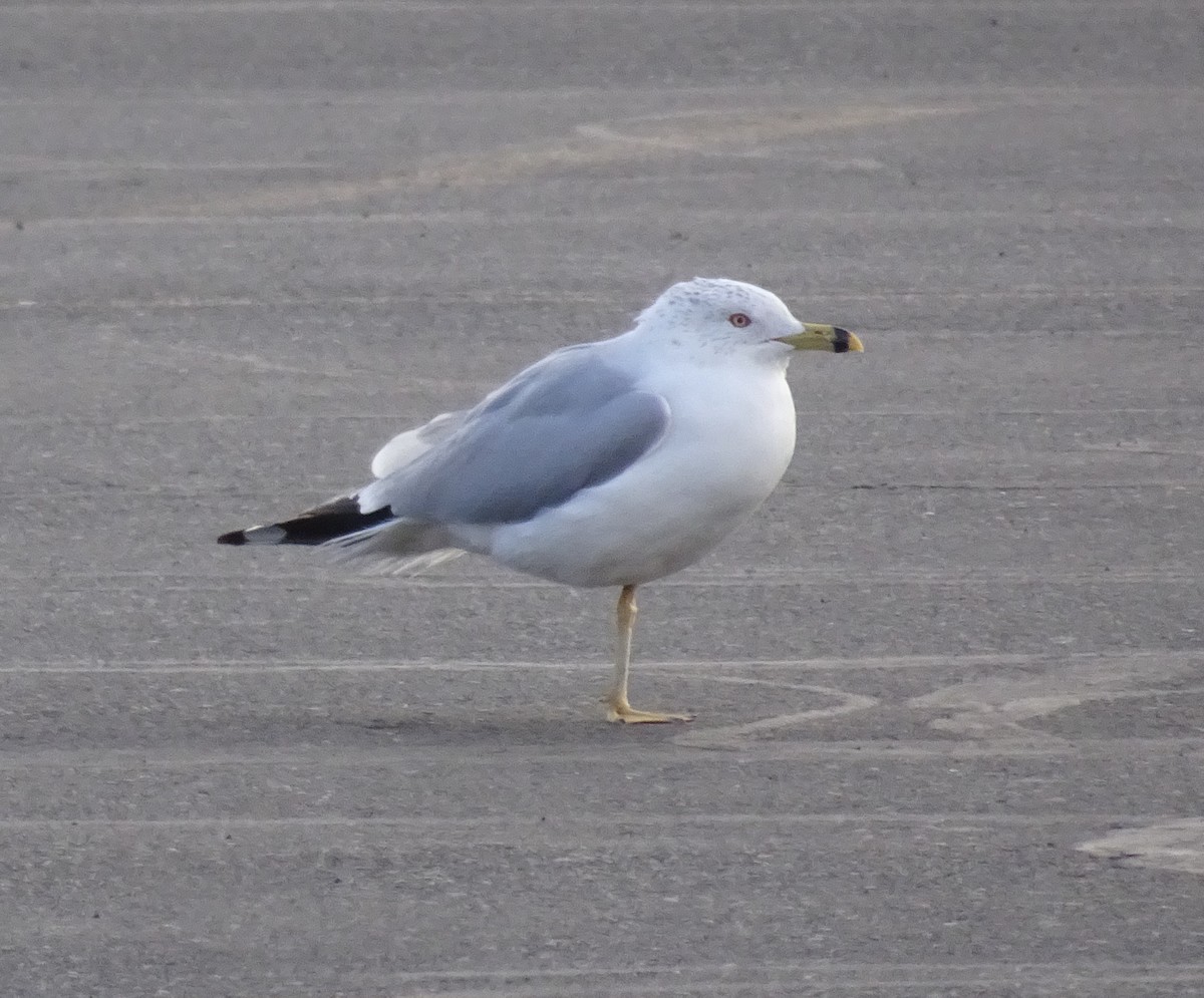 Ring-billed Gull - ML214453951