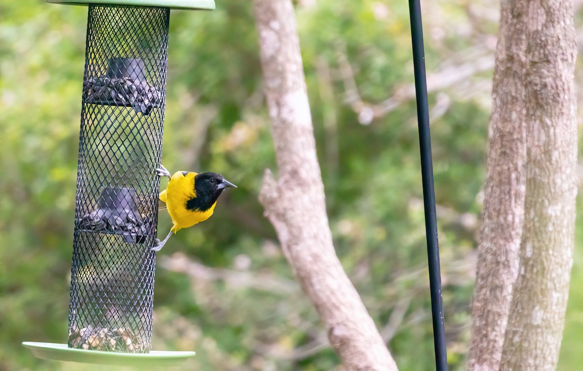 Audubon's Oriole - Ken Wilson