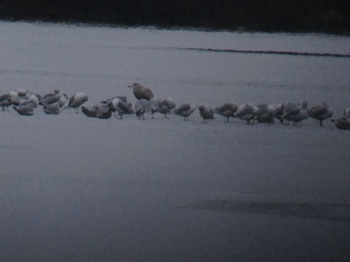 Glaucous Gull - ML21445521