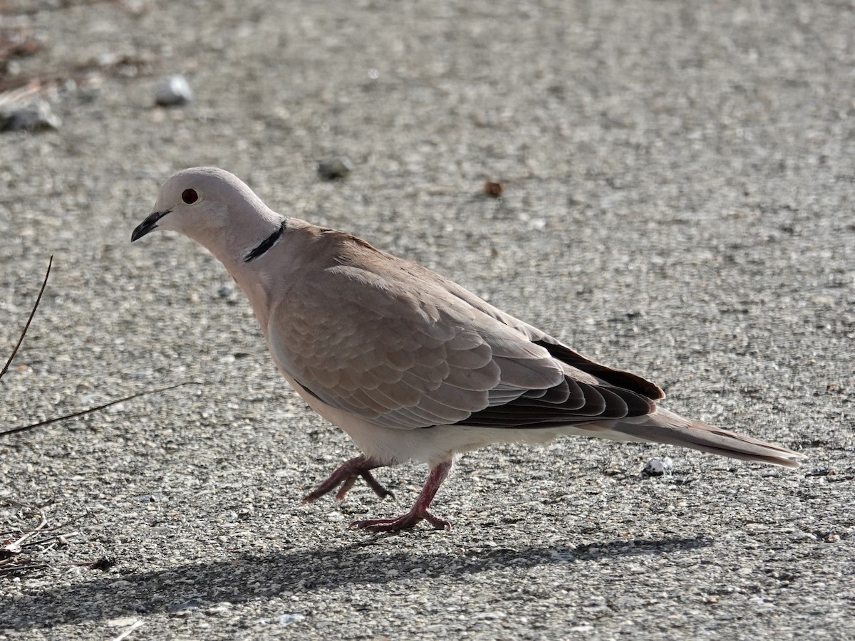 Eurasian Collared-Dove - ML214455701