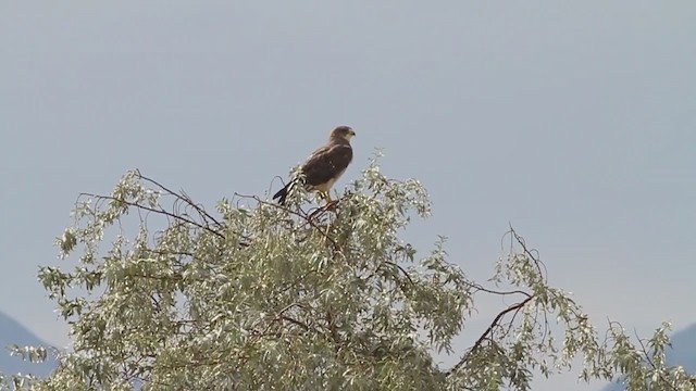 Swainson's Hawk - ML214456201