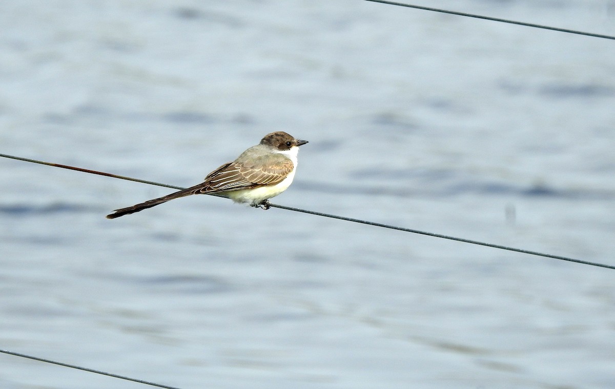 Fork-tailed Flycatcher - ML214456241