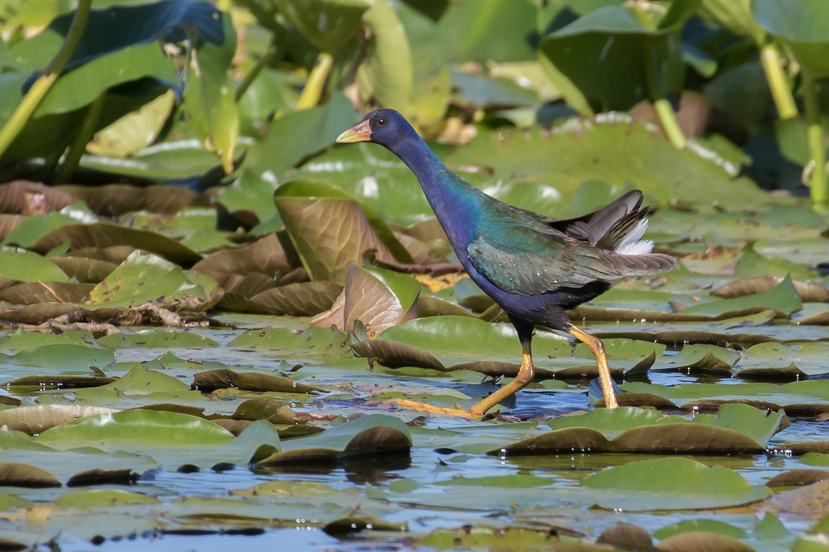 Purple Gallinule - Brett Hoffman