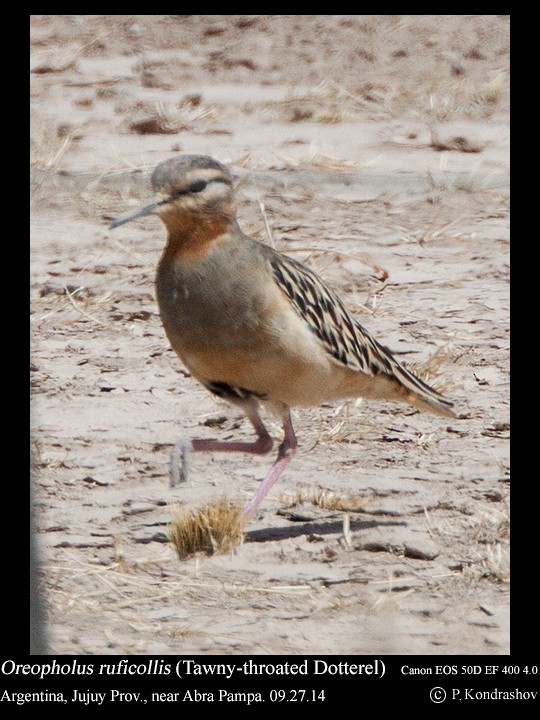 Tawny-throated Dotterel - ML214458181