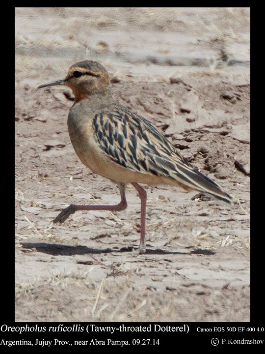 Tawny-throated Dotterel - ML214458201